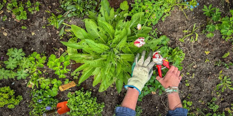 Groene vingers: aan de slag in je tuin